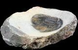 Platyscutellum Trilobite - Rare Type From Atchana #46445-1